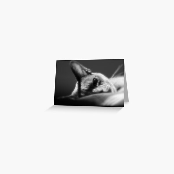 Delilah, two year old Burmese, is Puzzled. Greeting Card