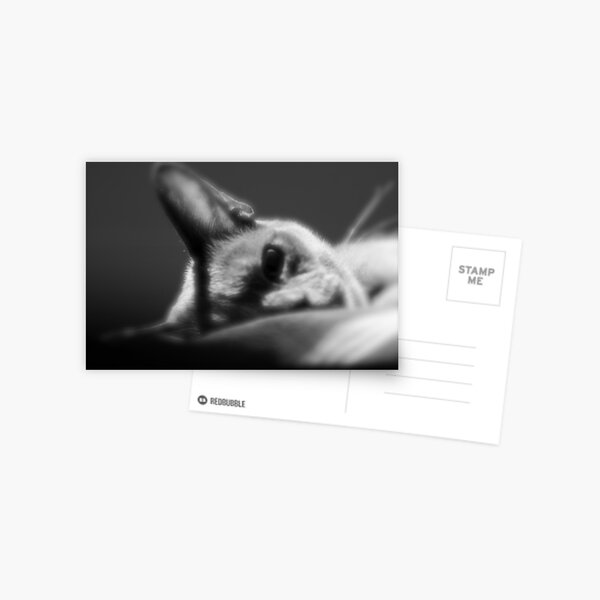 Delilah, two year old Burmese, is Puzzled. Postcard