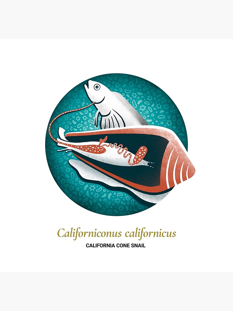 The Circles of Life: California Cone Snail by franzanth