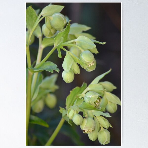 Item preview, Green Hellebore designed and sold by pyettphoto.