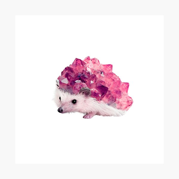 Lucky Mineral hedgehog by Alice Monber Photographic Print