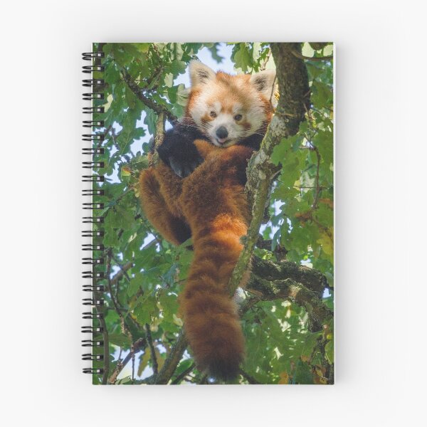 Item preview, Red panda tongue out in tree designed and sold by photosbygemmad.