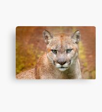 Cougar Predator T-Shirt, lion and Puma T-shirt, Cougar Sticker predator. Metal Print