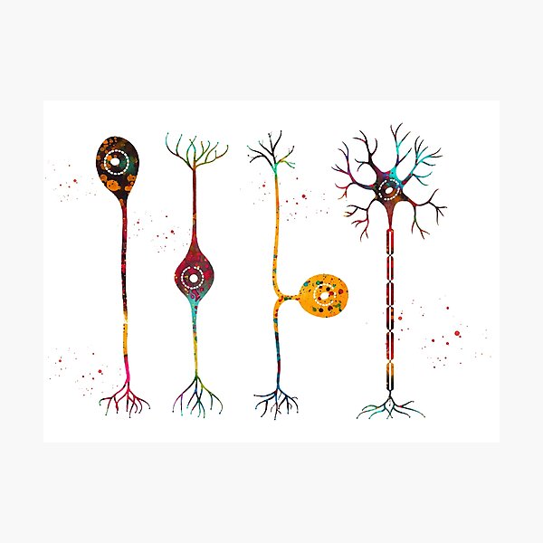Four types of neurons Photographic Print