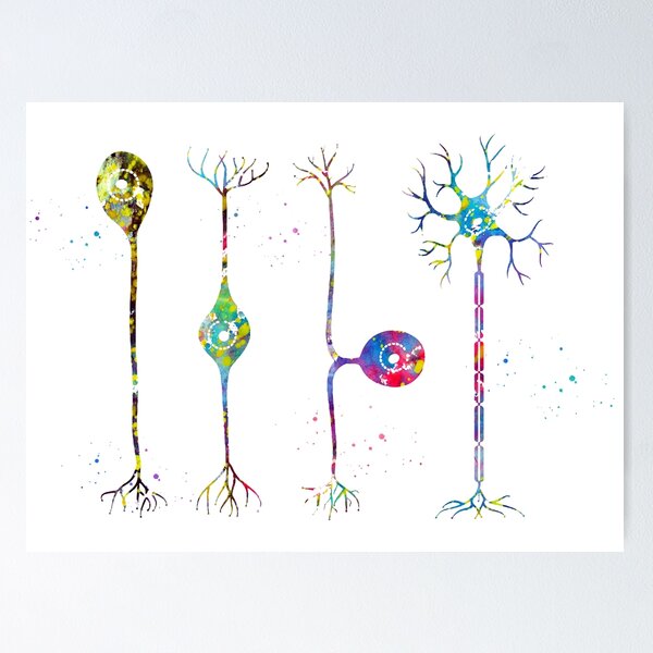 Item preview, Four types of neurons designed and sold by Liededrom..