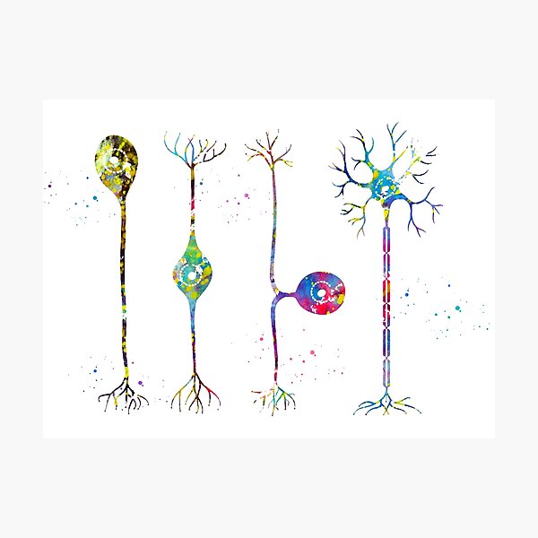 Item preview, Four types of neurons designed and sold by Liededrom..