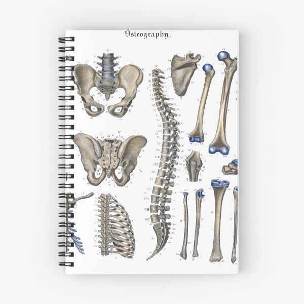 Item preview, osteography  designed and sold by StbdCapsized.