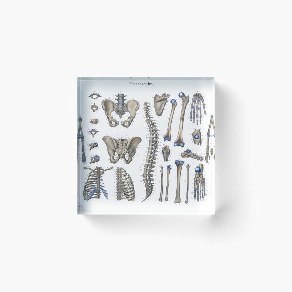 Item preview, osteography  designed and sold by StbdCapsized.