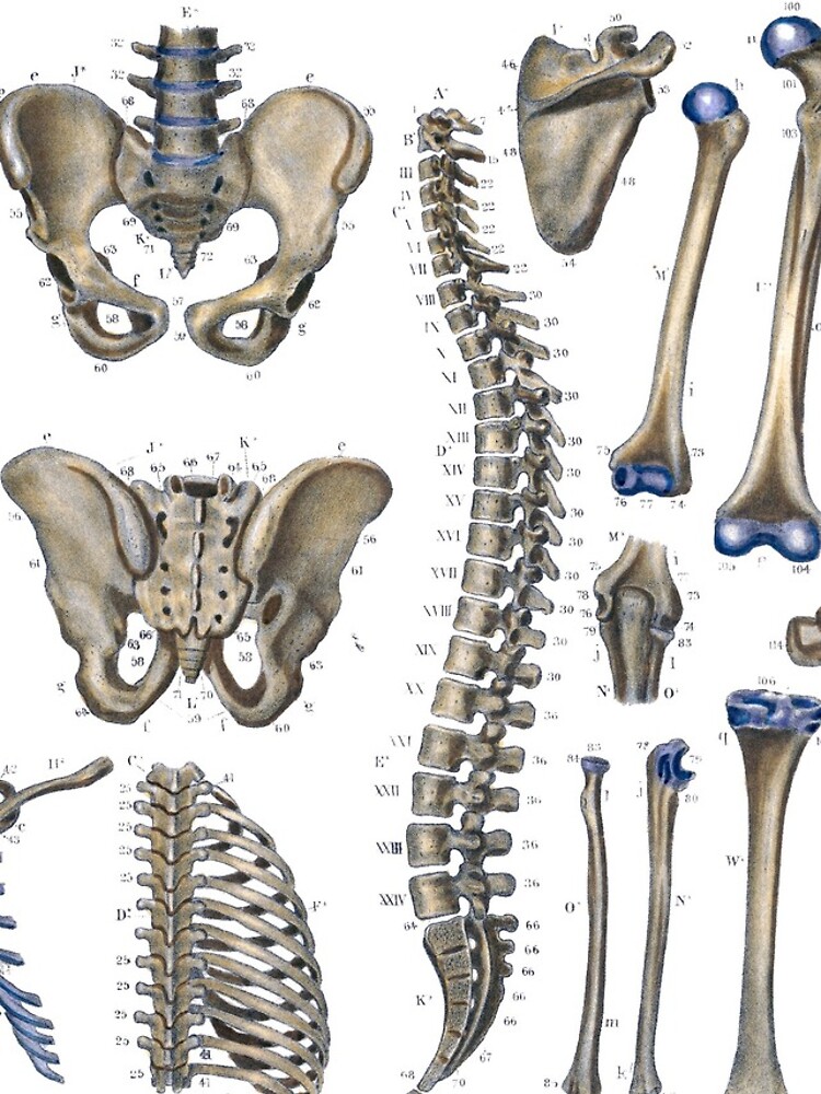 Thumbnail 5 of 5, iPhone Case, osteography  designed and sold by StbdCapsized.
