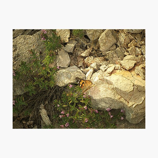 BUTTERFLY Photographic Print