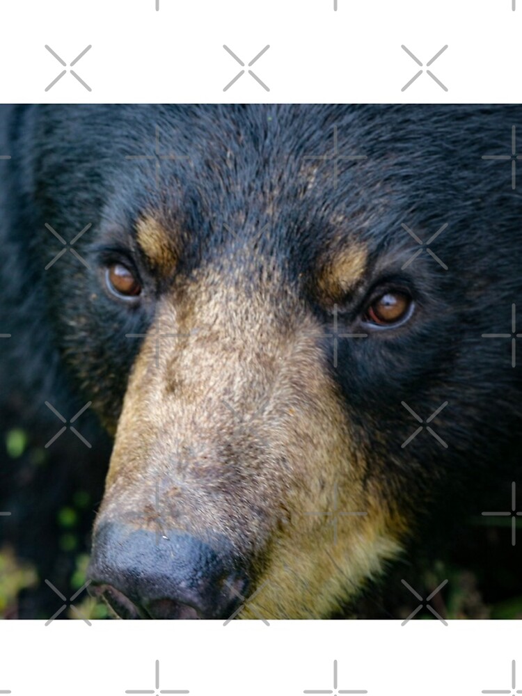 Bear close up by debfaraday