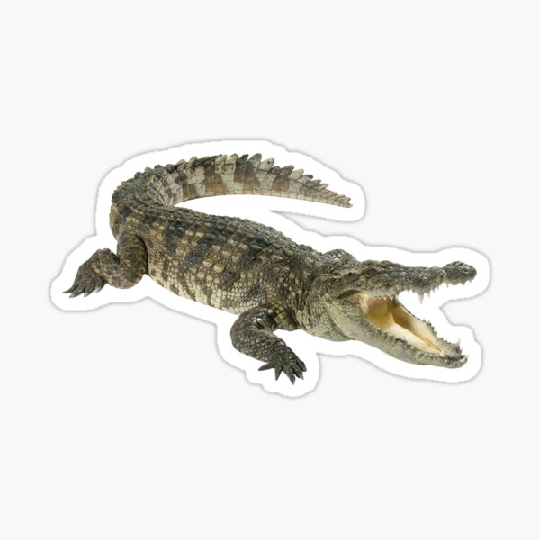 Crocodile Stickers for Sale