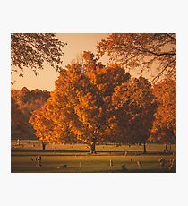 Fall Tree Photographic Print