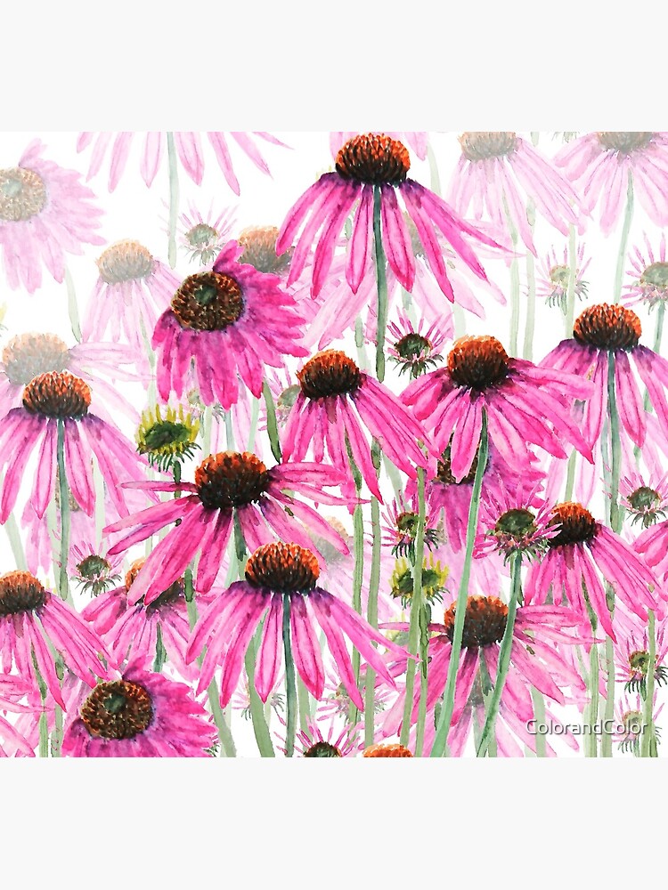 purple coneflower watercolor