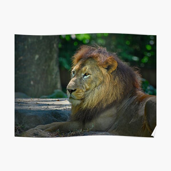 King of the Zoo Poster