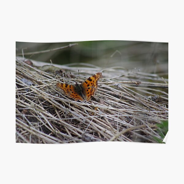 Comma Butterfly Poster