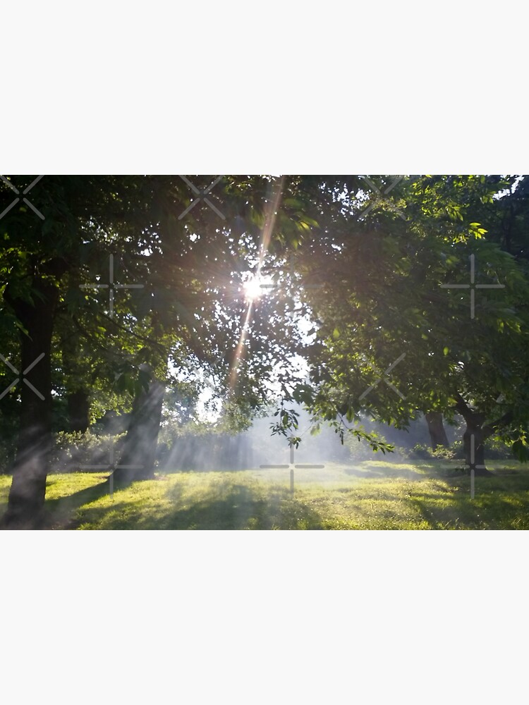 M.I. #11 |☼| Smoky Tree Sun Rays - Landscape Shot (Pearson Park) by Naean