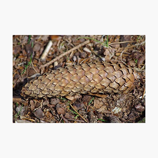 Item preview, Pine Cone designed and sold by CORNISHPHOTOS.
