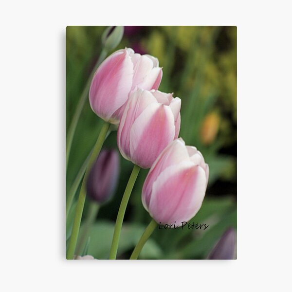 Three of a Kind Canvas Print
