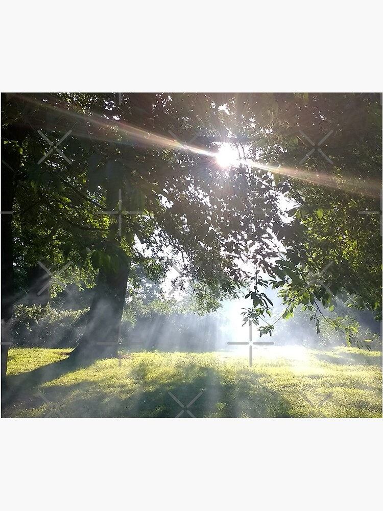 M.I. #12 |☼| Smoky Tree Sun Rays - Portrait Shot (Pearson Park) by Naean