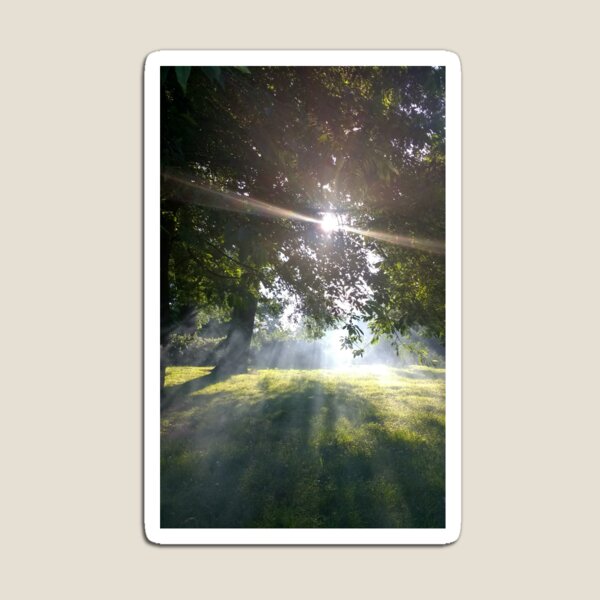 Merch #12 -- Smoky Tree Sun Rays - Portrait Shot (Pearson Park) Magnet