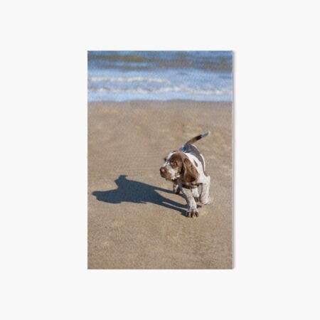 Shadow Spinone Art Board Print