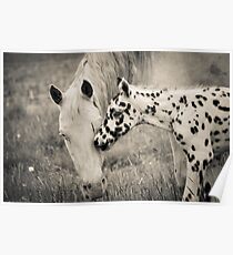 Mare and Foal Poster