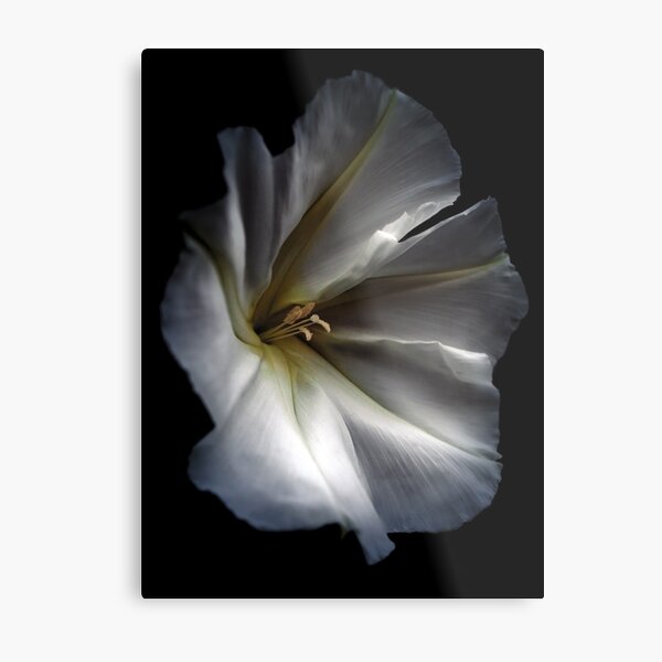 Aperçu de l'œuvre Fleur de lune créée et vendue par StampCity.