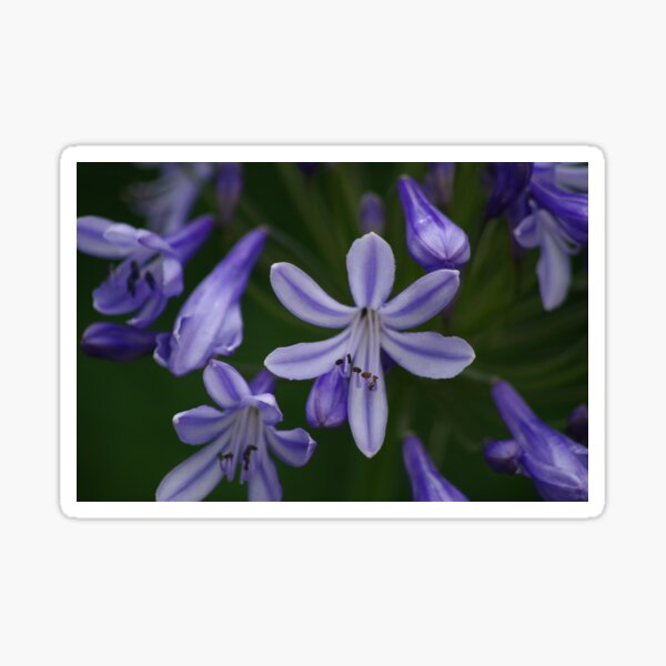 Regalos y productos: Agapantos Azules | Redbubble