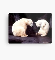 Polar bears Metal Print