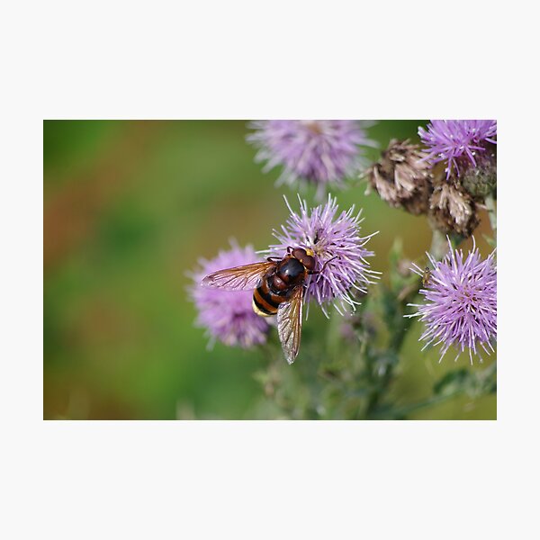 Belted Hoverfly Photographic Print
