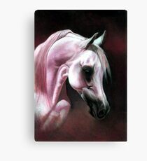 Arabian Horse Portrait Canvas Print