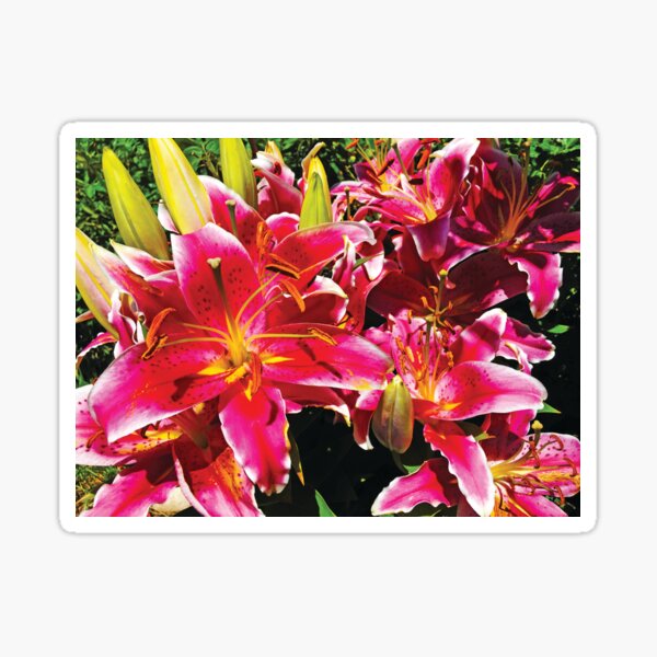 Asiatic Lily by Jerald Simon (Music Motivation - musicmotivation.com) Sticker