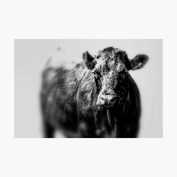 Closeup of an isolated black cow Photographic Print