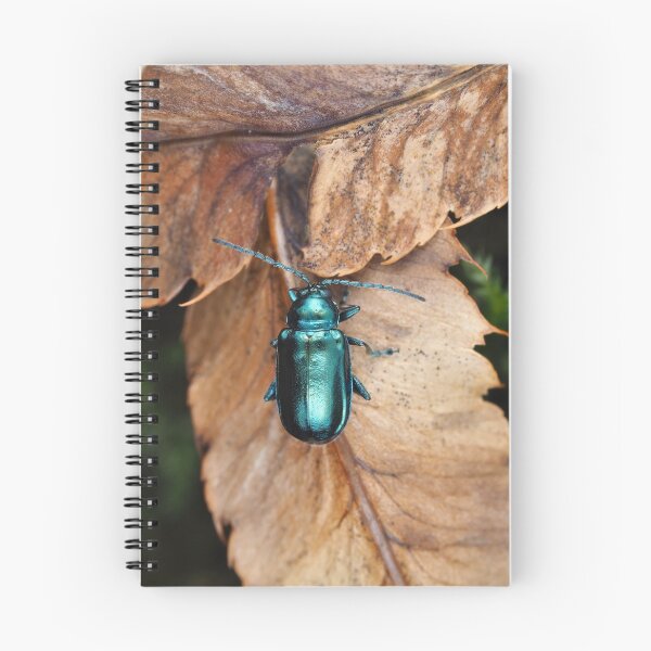 Item preview, Altica sp. beetle on dried leaves designed and sold by SDym Photography.
