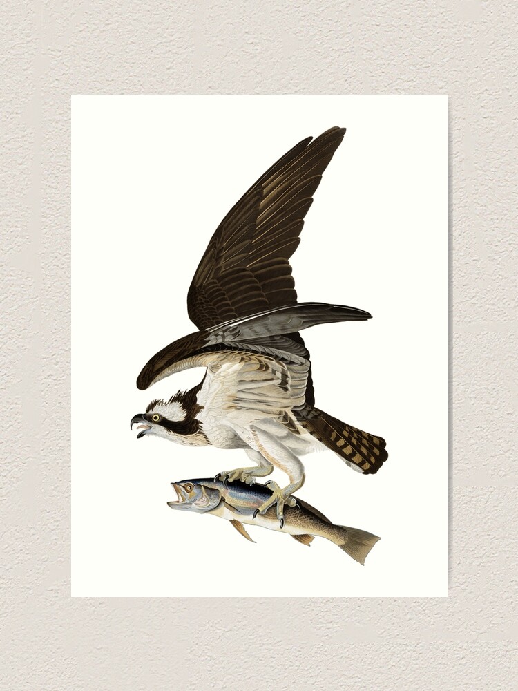 Osprey - Fish Hawk John James Audubon Art Print for Sale by Lowtech