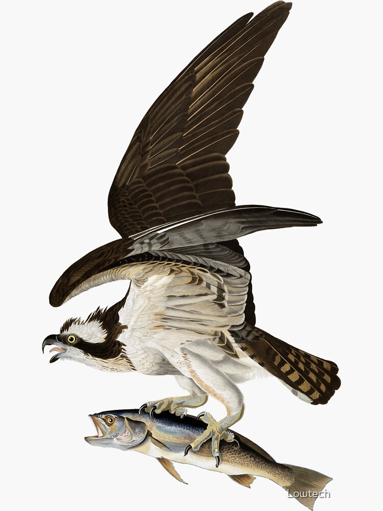 Osprey - Fish Hawk John James Audubon | Sticker