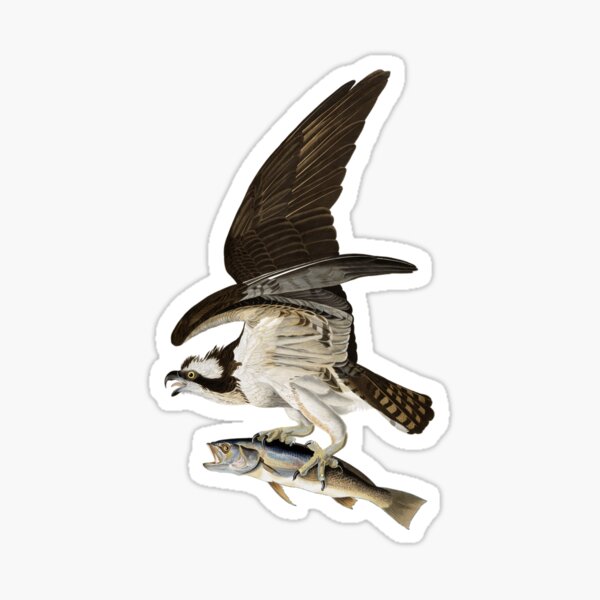 Osprey ReSource Sticker Decal 