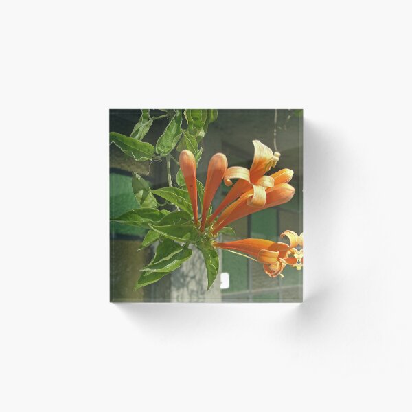 Pyrostegia venusta or Flame vine 1 Acrylic Block