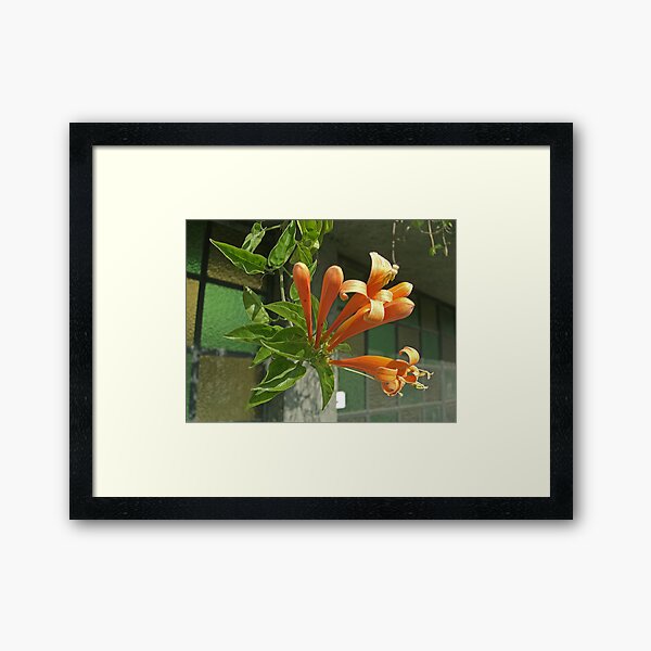 Pyrostegia venusta or Flame vine 1 Framed Art Print