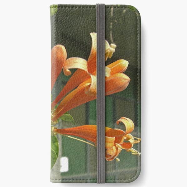 Pyrostegia venusta or Flame vine 1 iPhone Wallet