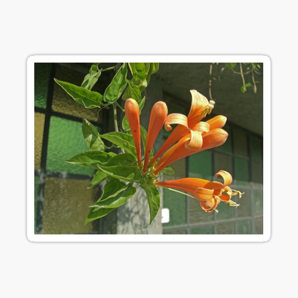 Pyrostegia venusta or Flame vine 1 Sticker