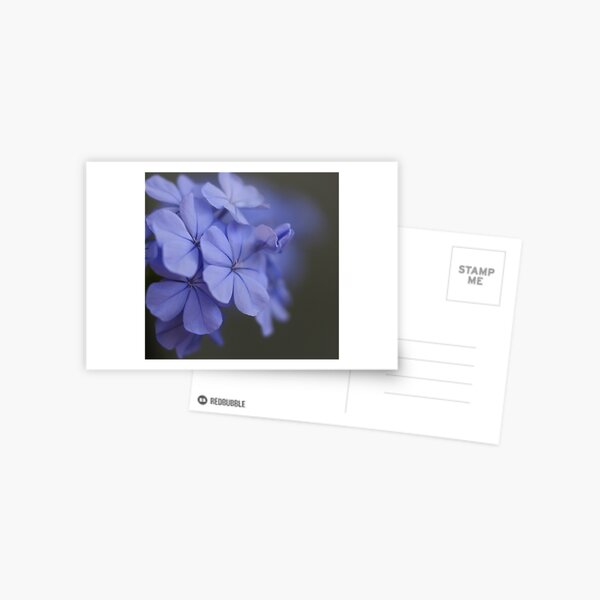 Plumbago Postcard