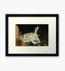 Mourning Cuttlefish - Sepia plangon Framed Print