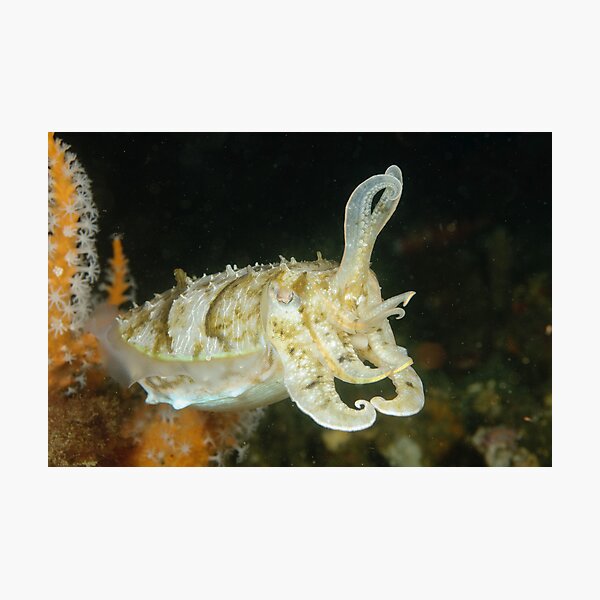 Mourning Cuttlefish - Sepia plangon Photographic Print