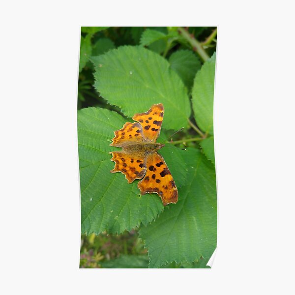 Comma Butterfly Poster