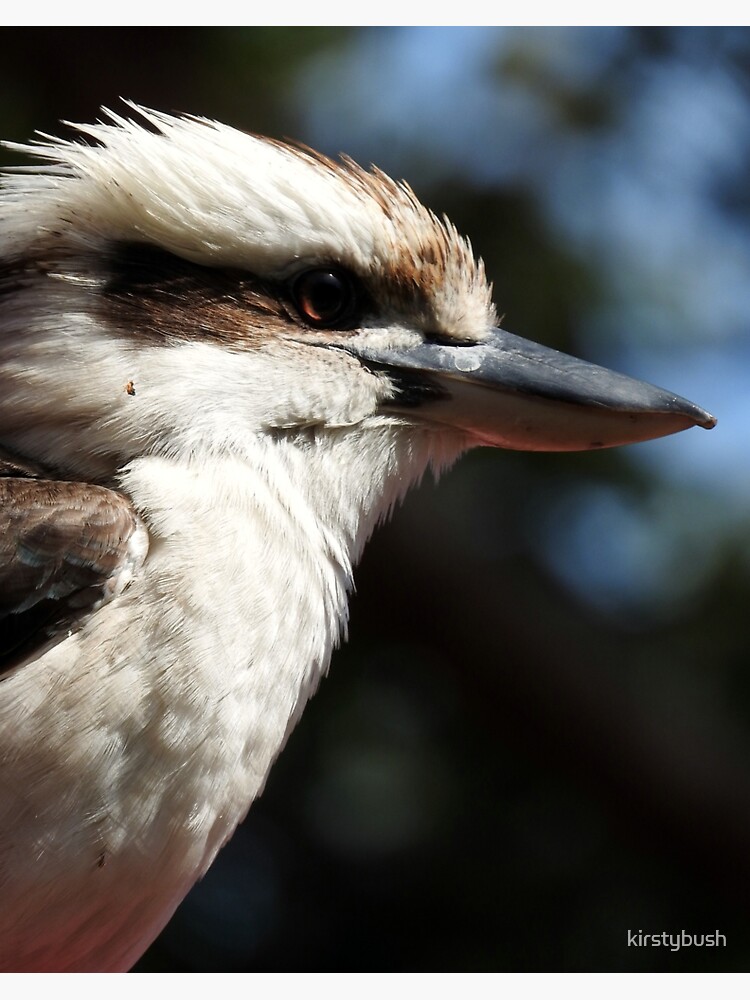 "Kookaburra" Sticker for Sale by kirstybush Redbubble