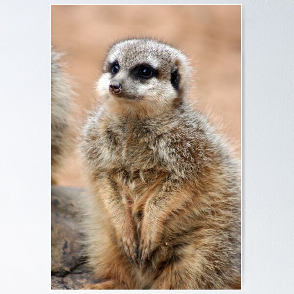 Artikelvorschau, Meerkat entworfen und verkauft von Jack  Preston.