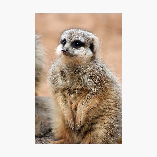 Item preview, Meerkat designed and sold by Jack  Preston.