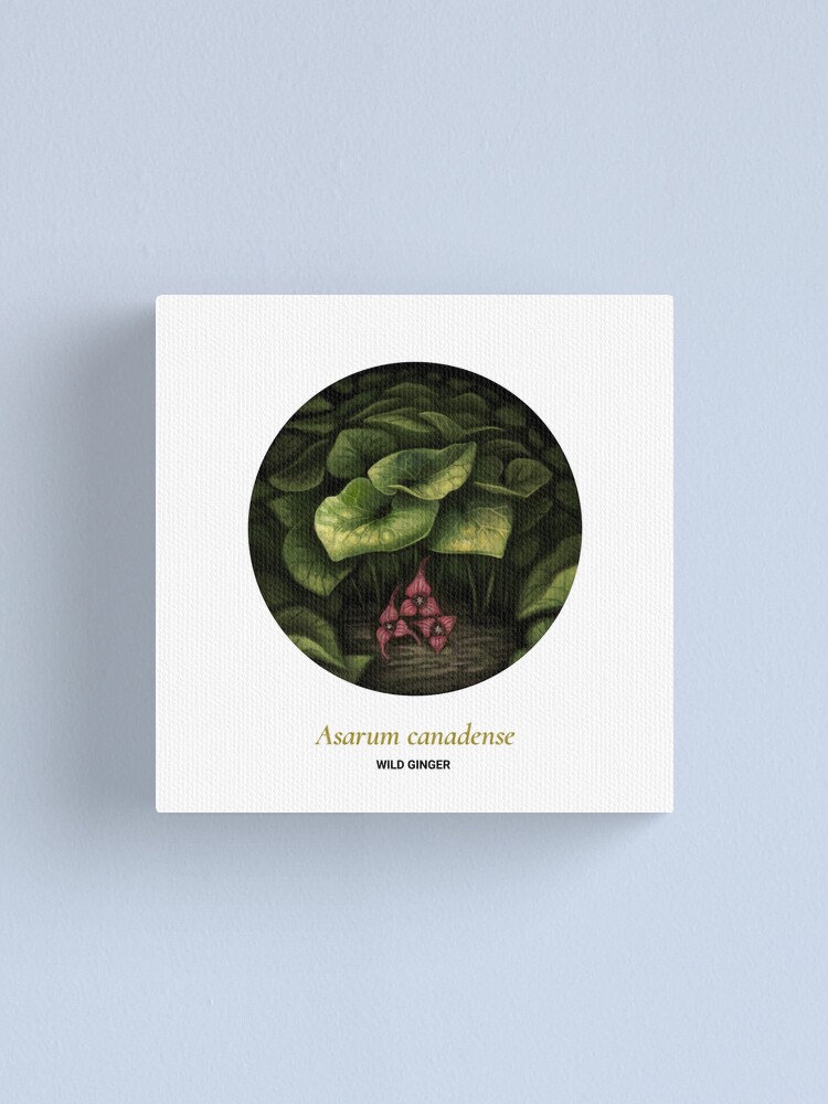 Alternate view of The Circles of Life: Wild Ginger Canvas Print
